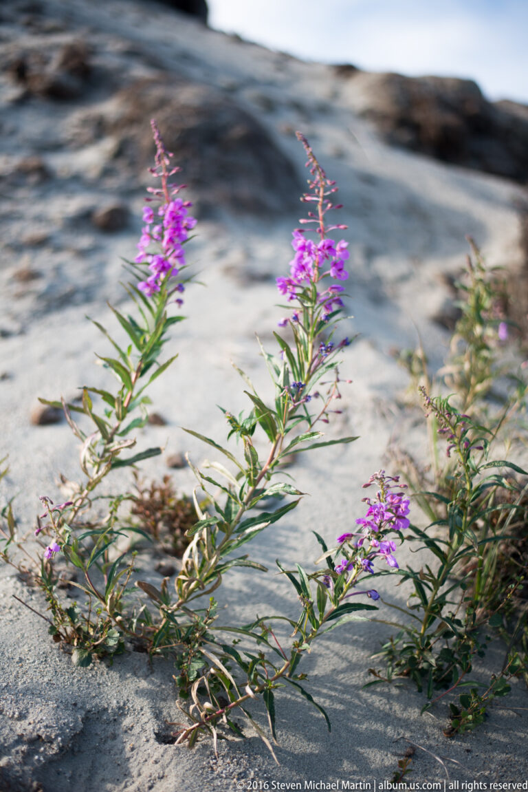 Several pink-purple fireweed stalks grow from pale sand beside a rocky riverbank.