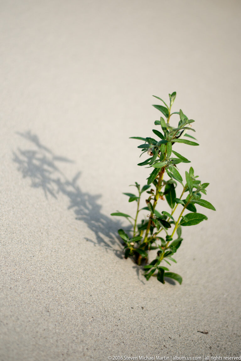 A small leafy plant grows from pale sand and casts a long shadow across the bank.