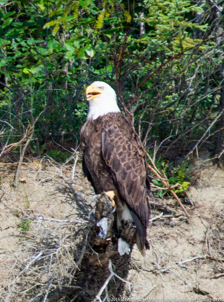 Adult bald eagle stands on driftwood beside green brush and sandy ground.