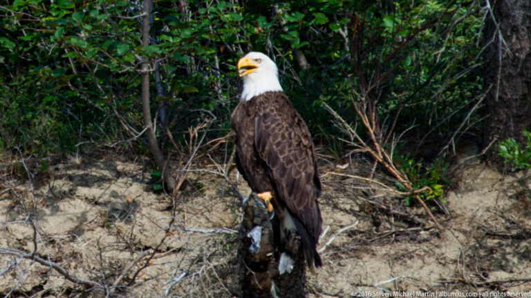 Bald eagle standing on a broken stump in dense riverside vegetation.