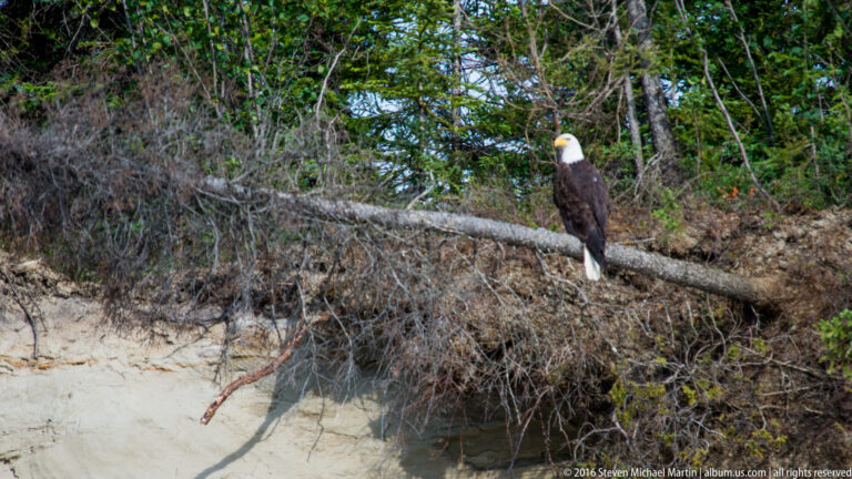 Bald eagle perches on a fallen tree above a brushy, eroded bank.