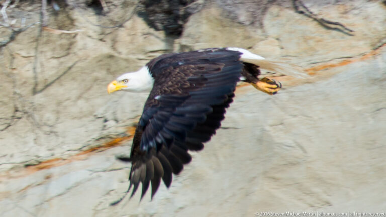 Bald eagle glides past a pale cliff with one broad wing extended.