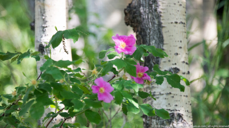 Pink wild rose blossoms and green leaves beside a white birch trunk.