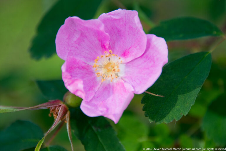Close-up of a pink five-petaled flower with yellow stamens and dark green leaves.