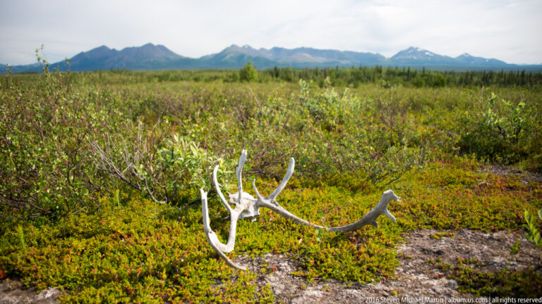 Pale branching antler lies among low tundra shrubs with mountains in the distance.