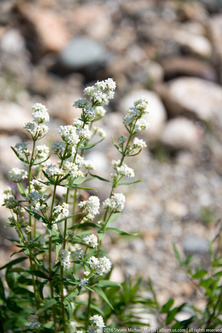 Small white wildflowers grow above narrow leaves on a gravelly bank.