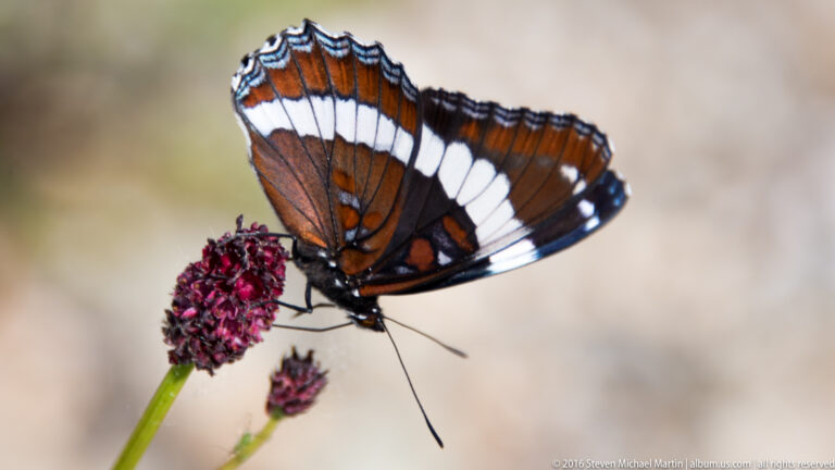 Orange-brown butterfly with a white wing band feeds on a purple flower.