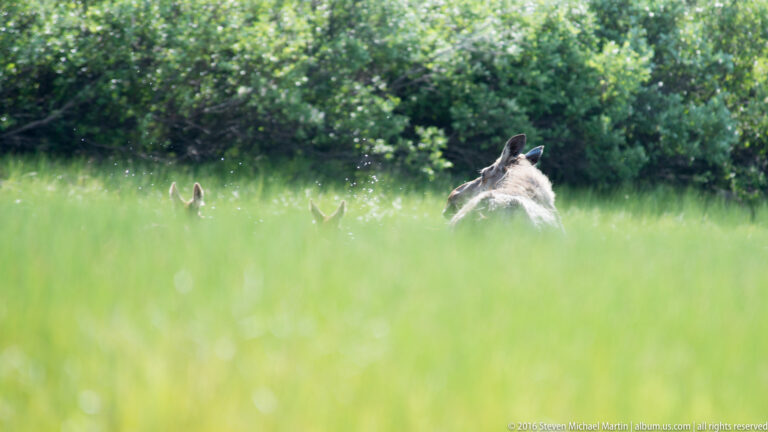 Moose cow’s ears and head appear above tall meadow grass.