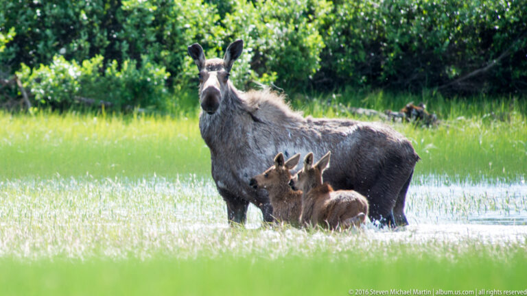 Adult moose stands in shallow water with a calf close beside her.