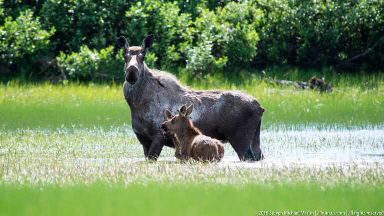 Adult moose stands in shallow marsh water with two calves close beside her.