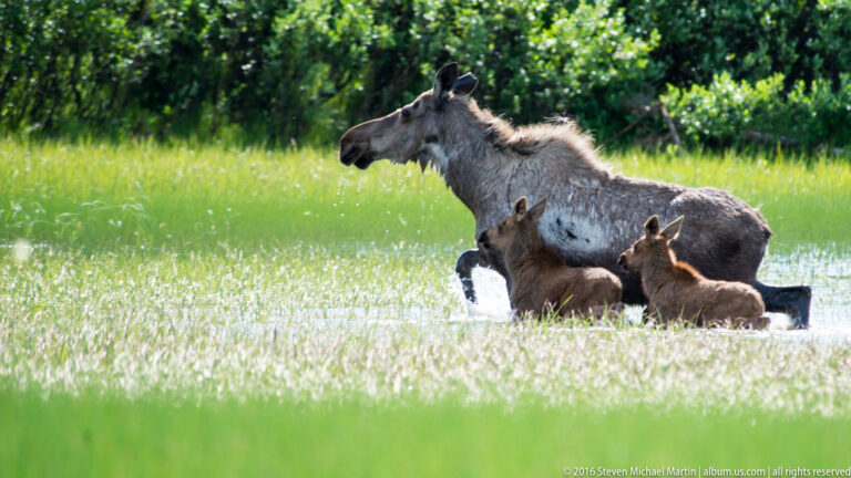 Moose cow walks through shallow water with two calves following close behind.
