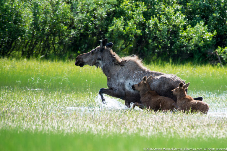 Cow moose and two calves move through wet grass in a marsh.