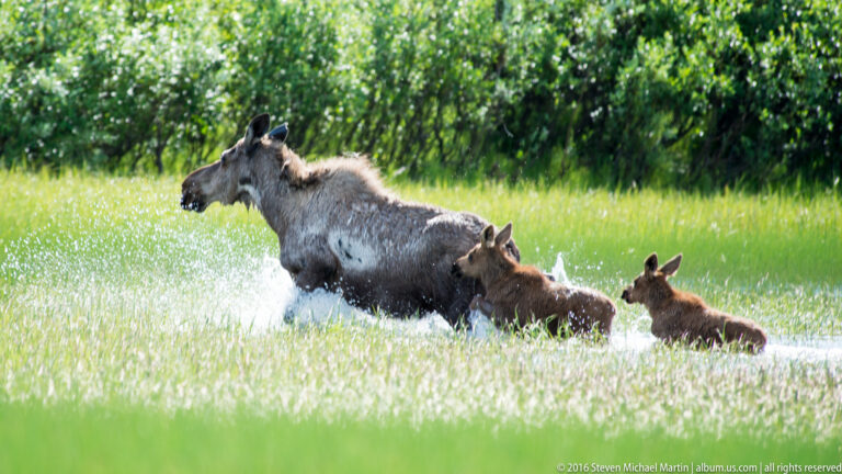 Moose cow splashes through shallow water with two calves following.