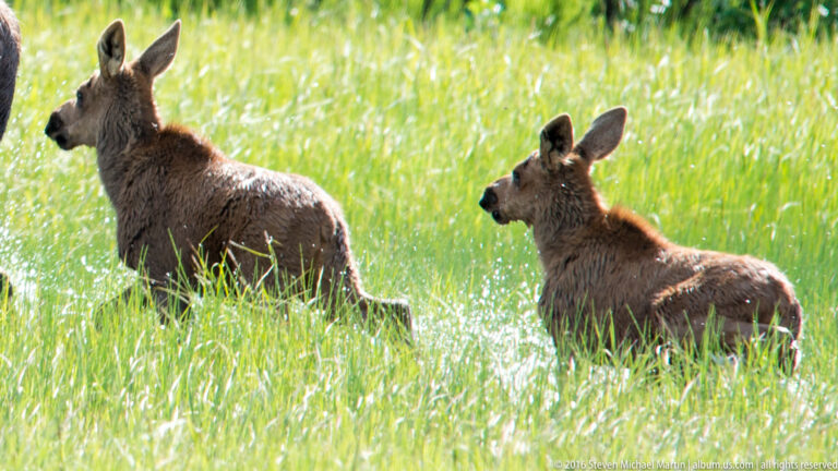 Two moose calves stand in tall sunlit grass, one facing away and one in profile.