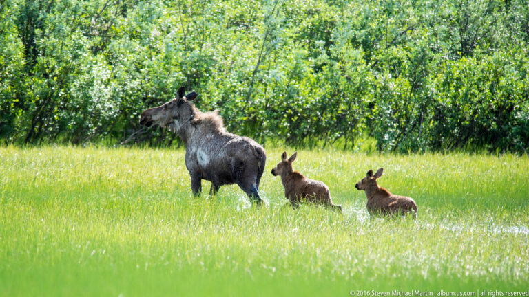 Moose cow walks across a clearing with two calves following behind.