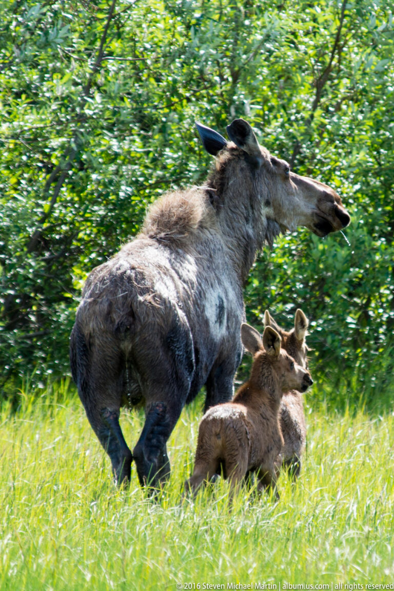 Moose cow and calf run through dense green vegetation.