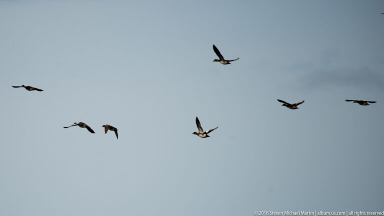 A small flock of waterfowl flies across an open blue-gray sky, with birds banking at different angles.