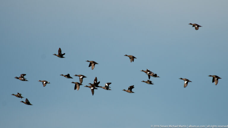A loose flock of waterfowl flies across a blue sky, with a dense cluster near the center.