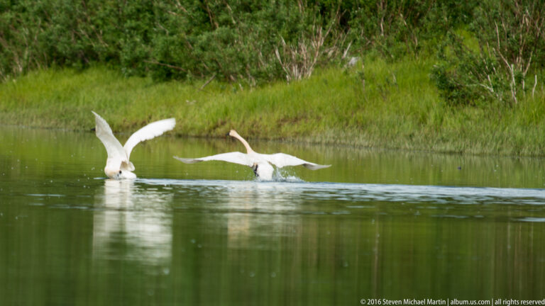 Two white swans flap and run across the river, splashing as they begin to lift off near a green bank.