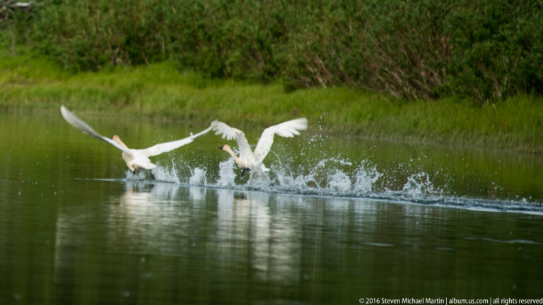 Two white swans rise from the river with wings extended and water splashing beneath them.