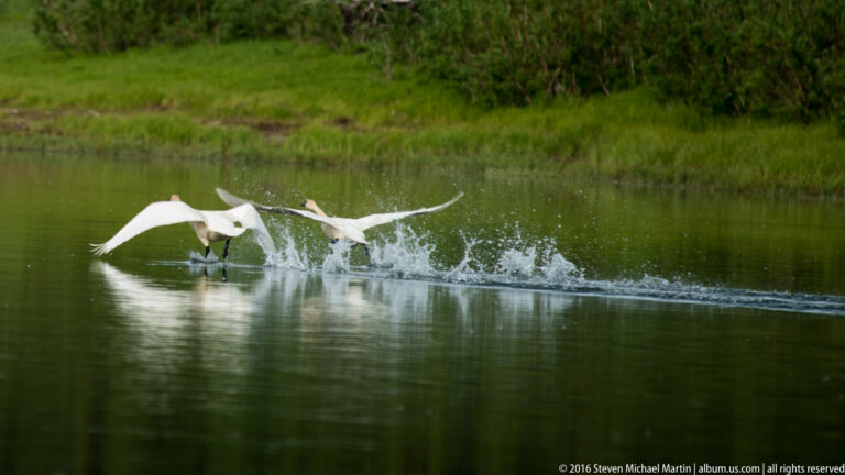 Two swans run across a river with wings spread, leaving a spray trail beside the green bank.