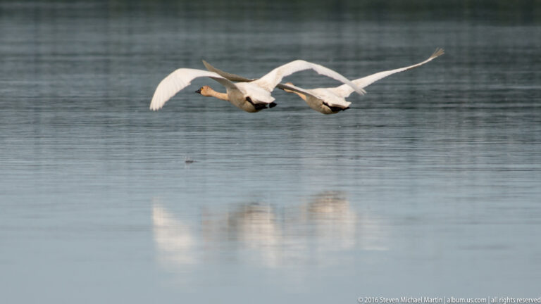 Two white swans fly low over rippled water, with their reflections blurred below.