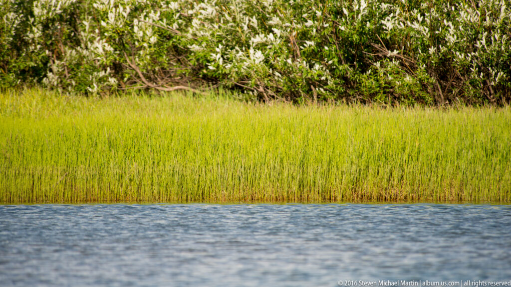 Bright green reeds grow along a rippled river edge, backed by dense shrubs and trees.