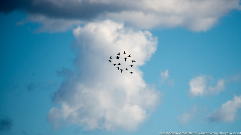 A small flock of dark birds flies across a bright cumulus cloud in a blue sky.