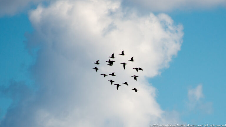 A flock of dark birds flies in a loose cluster across a tall white cloud.