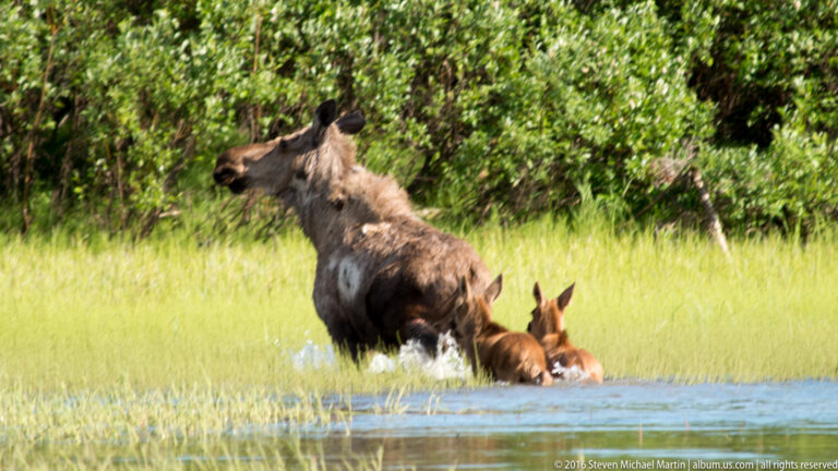 An adult moose stands in shallow water beside two calves, with green shrubs behind them.