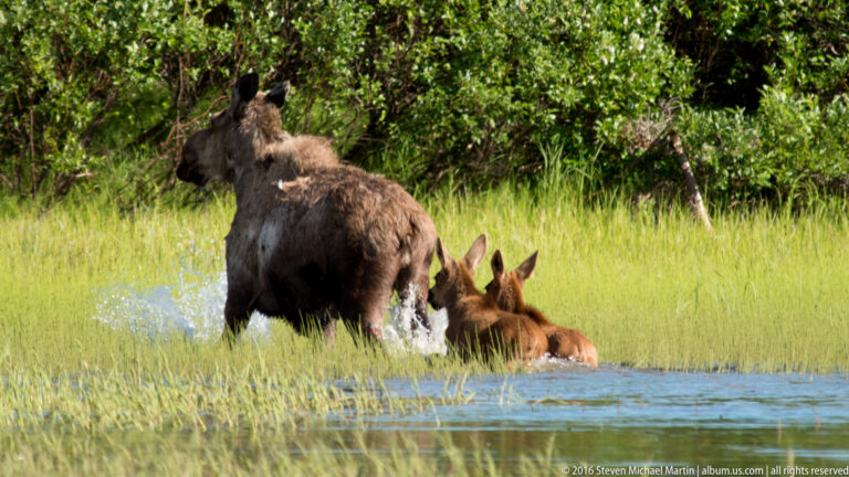 A moose cow splashes through shallow water as two calves follow toward a grassy bank.