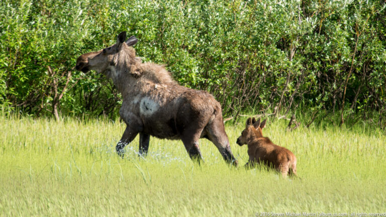 A moose cow walks through marsh grass with one calf following beside shallow water.