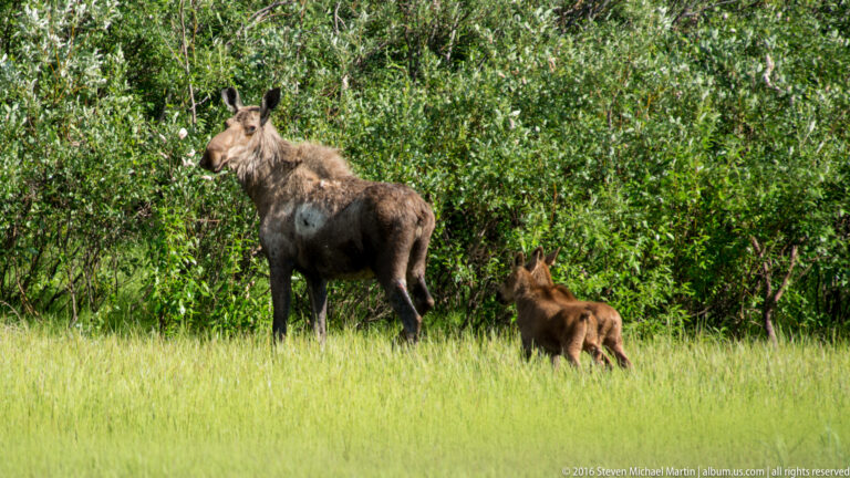 A moose cow turns her head toward the camera while a calf stands close behind in tall grass.