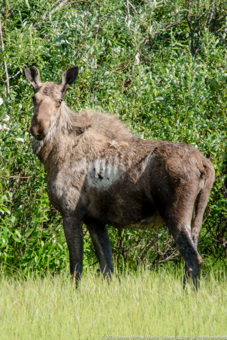 A brown moose cow walks through grass in front of dense green shrubs.