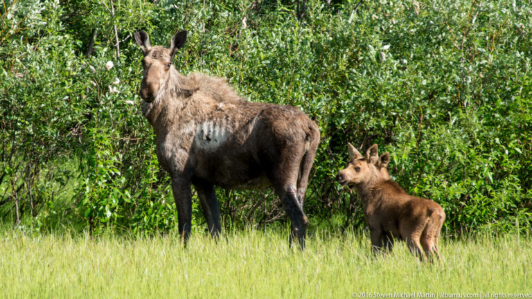 An adult moose stands beside a smaller calf in tall meadow grass, both facing left.