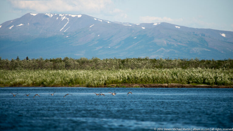 Several caribou swim in a line across a broad river beneath distant mountains.