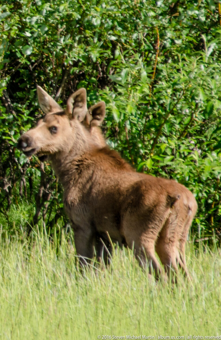 A young moose calf walks through tall grass in front of dense green foliage.