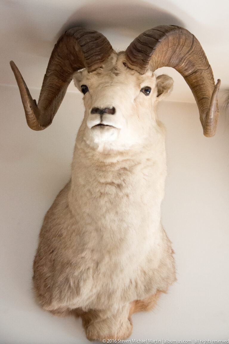 A pale mounted sheep faces forward beneath large curled horns against a plain wall.