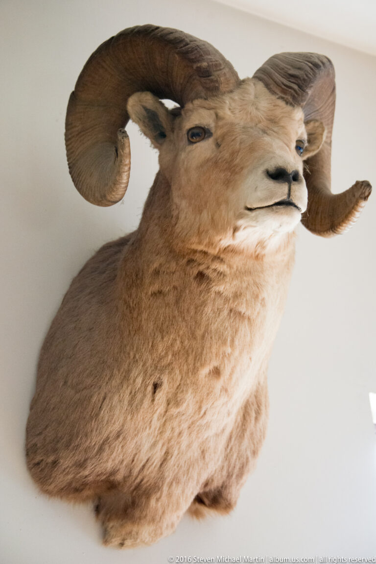 A tan sheep mount appears in three-quarter view, with one large curled horn prominent beside its face.