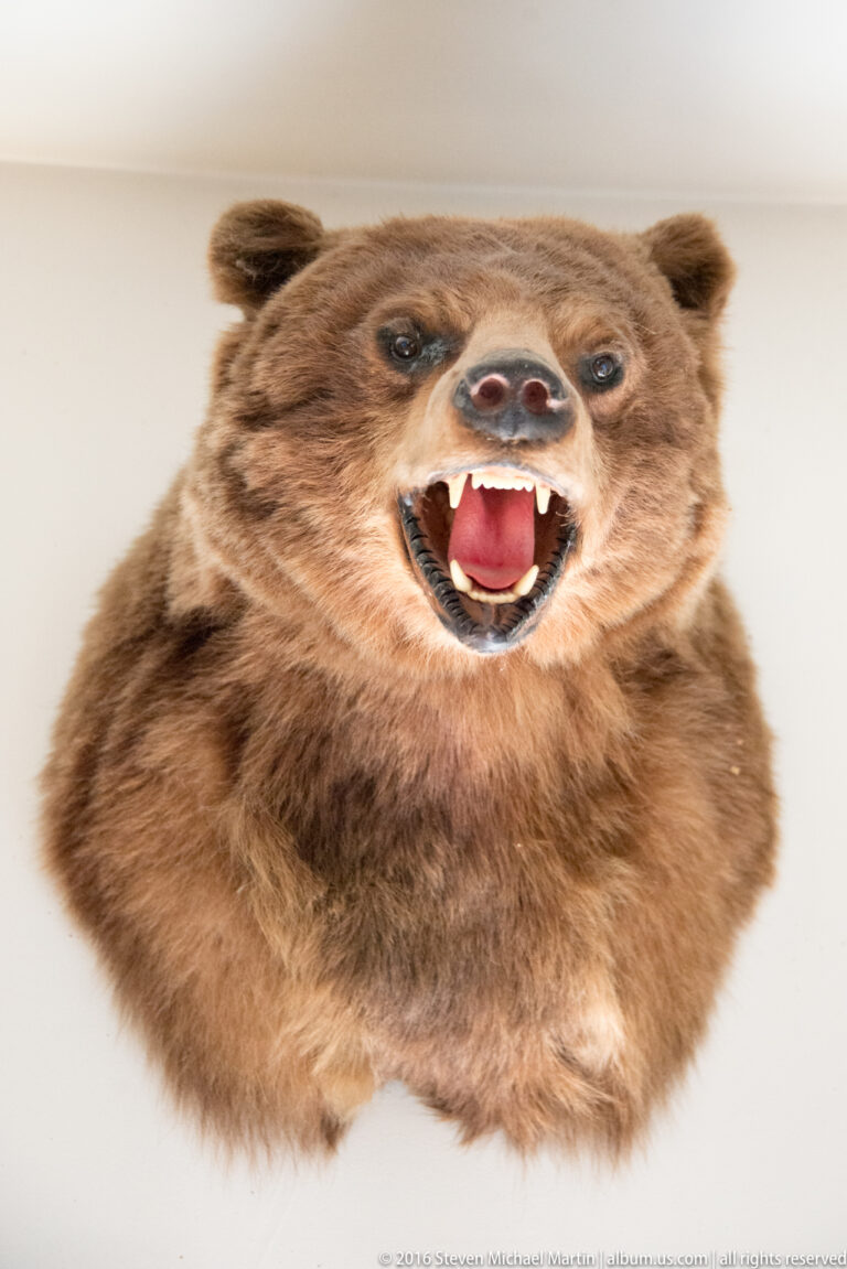 A brown bear head mount faces forward with its mouth open against a pale background.