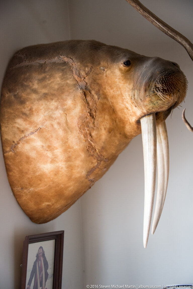 A mounted walrus head projects from a wall, showing its whiskered muzzle and long pale tusk.