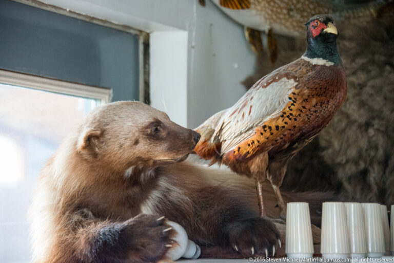 A small brown mammal mount sits beside a colorful pheasant on an indoor shelf.