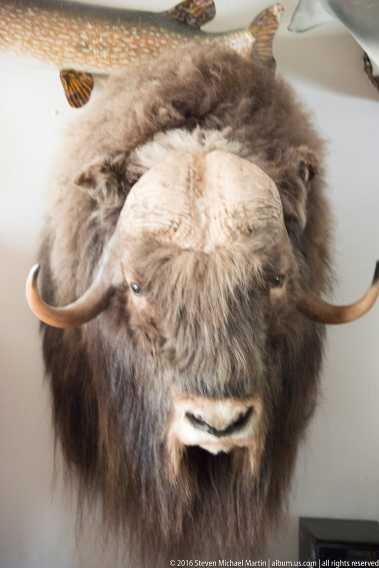 A shaggy muskox head mount faces forward with broad horns curving outward and upward.