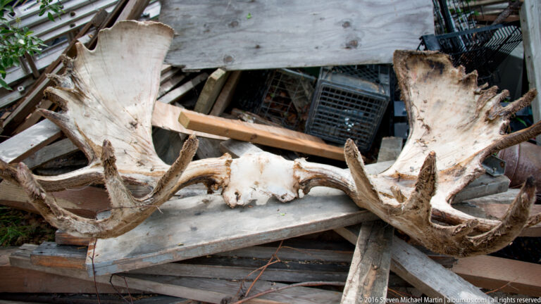 Several large antlers and horns lie piled among boards and stored equipment in a cluttered area.