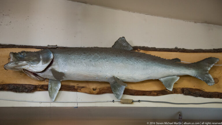 A large silvery fish mount hangs horizontally on a pale wall above a narrow shelf.