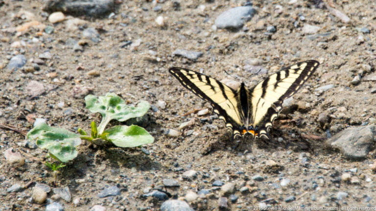 Yellow-and-black swallowtail butterfly rests on gravel beside a small green plant.