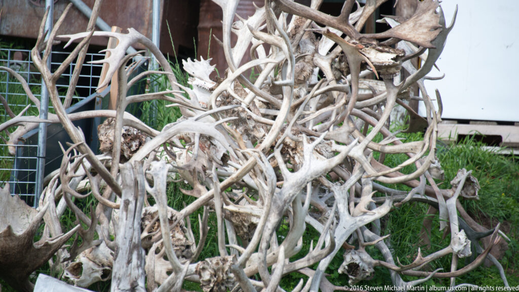 Pale branching antlers are piled beside a wire enclosure and a building.