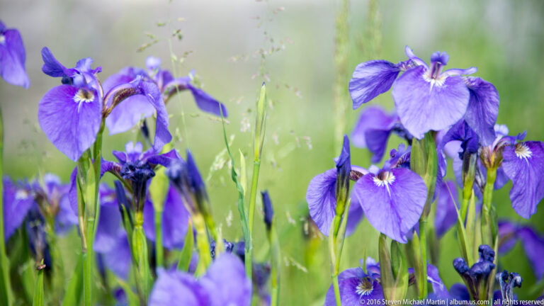 Violet iris flowers and narrow green leaves fill a softly blurred garden-like setting.