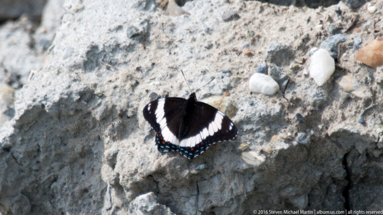 Dark butterfly with white wing bands and blue-orange markings rests on pale rocks.