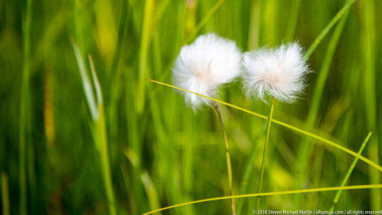 Two white cotton grass seed heads stand among bright green blades.